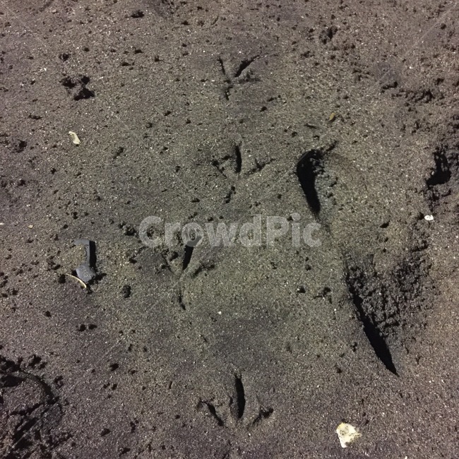 발자국,새,발,해변,모레