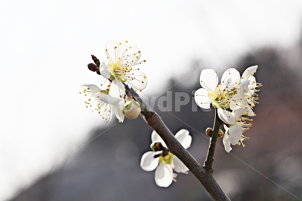 매화꽃,매화,꽃,나무,자연,배경,봄,계절,spring,season,식물,자연,plants,nature,꽃,flower,plant