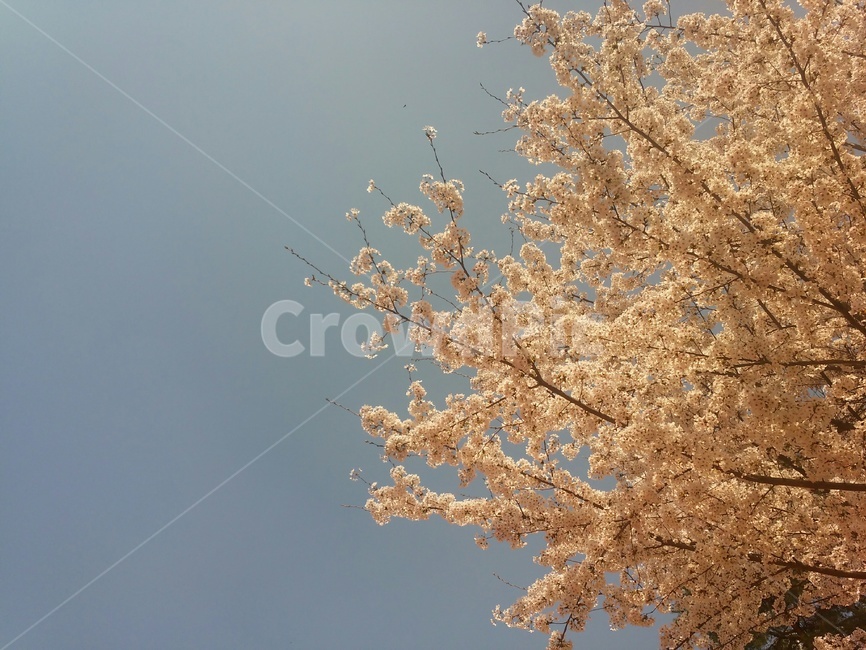 plant,flower,cherryblossom,blossom,식물,꽃,벚꽃
