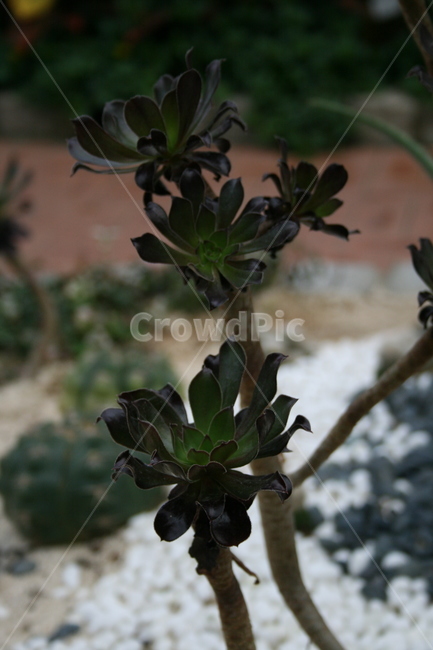 온실,식물,선인장,plant,다육식물,식물,자연,plants,nature
