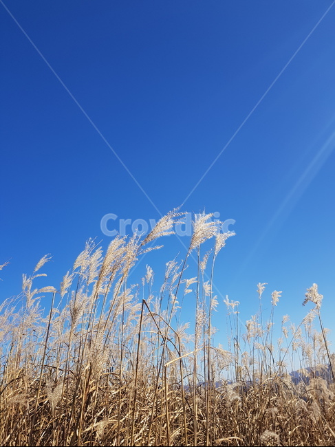 갈대숲,갈대,파란하늘,자연,시원,힐링