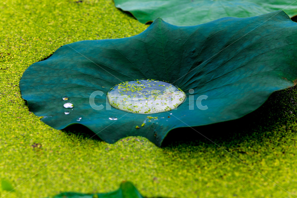 물방울,개구리밥,연잎,문양,무늬,습지,식물,자연,plants,nature