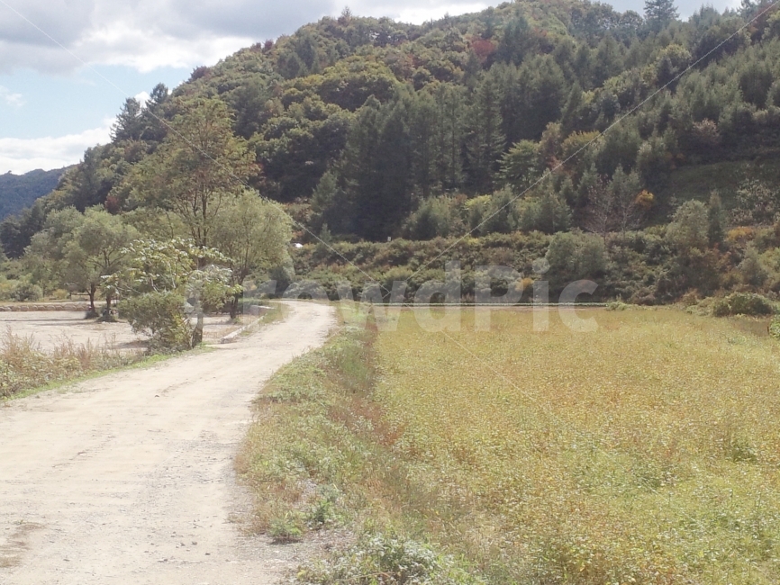 길,시골길,산길,들길,논길,자연,풍경,nature,landscape,시골,마을,country,rural,town,tree,나무,plant,식물,fir,전나무