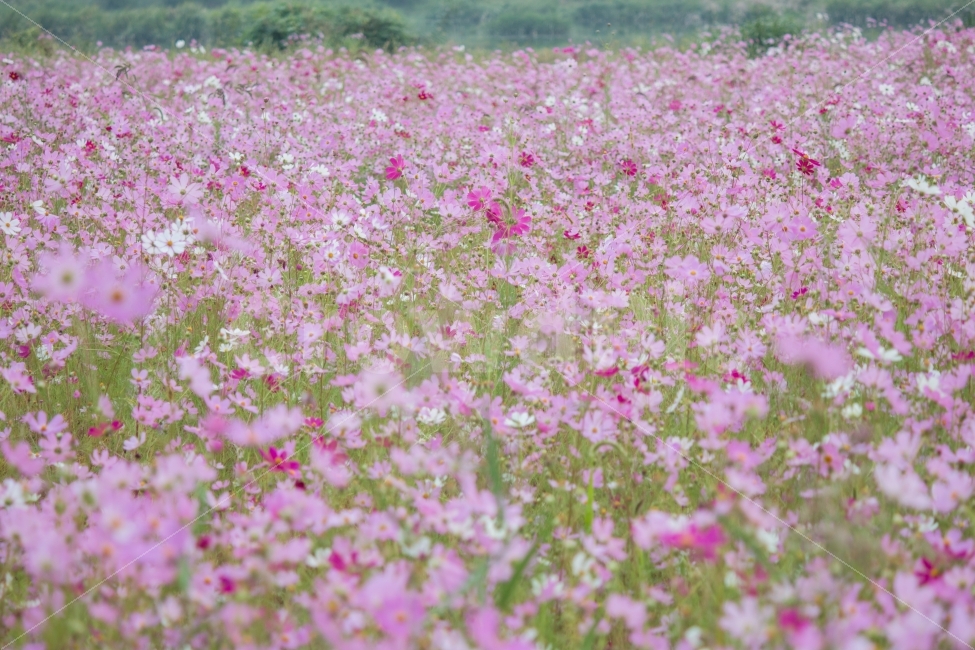 풍경,꽃,코스모스,가을,산책,flower,가을,계절,fall,autumn,season,식물,자연,plants,nature,꽃,flower,outdoors,옥외,grassland,목초지,field,들