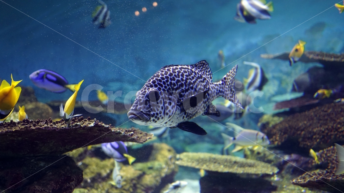수족관,아쿠아리움,물속,바다,해양,물고기,생선,fish,어류,sea,동물,열대어,관상어,할리퀸스위트립스,HarlequinSweetlips,animal,수중,생명,자연,nature,물결,동물,animal,어류,물고기,fish