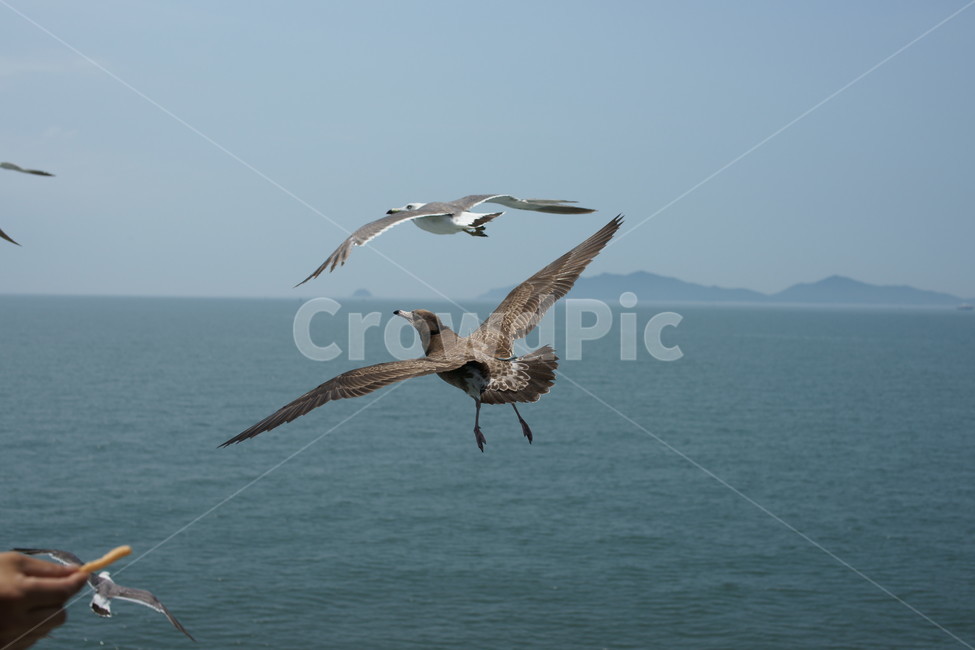 새,나는,섬,바다,날개,동물,animal,조류,새,birds