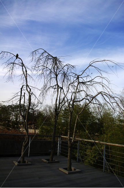 겨울,나무,공원,식물,plant,자연,풍경,nature,landscape