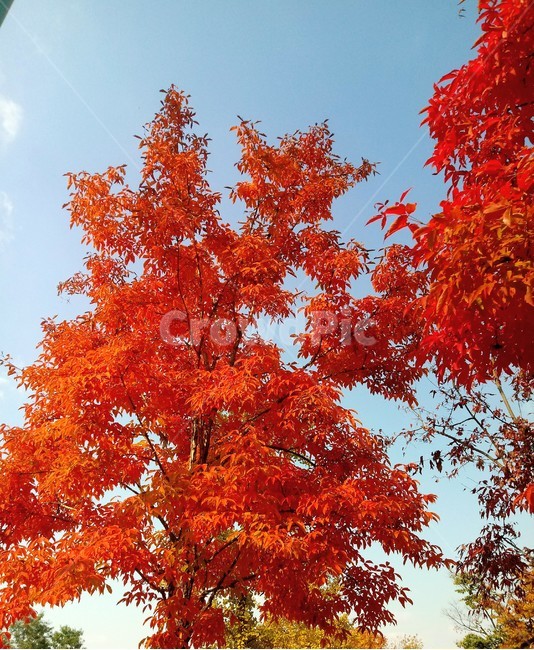 낙엽,단풍,leaf,나뭇잎,단풍나무,식물,자연,maple,나무,낙엽활엽관목,잎,붉은잎,가을,계절,fall,autumn,season,식물,자연,plants,nature,plant,tree