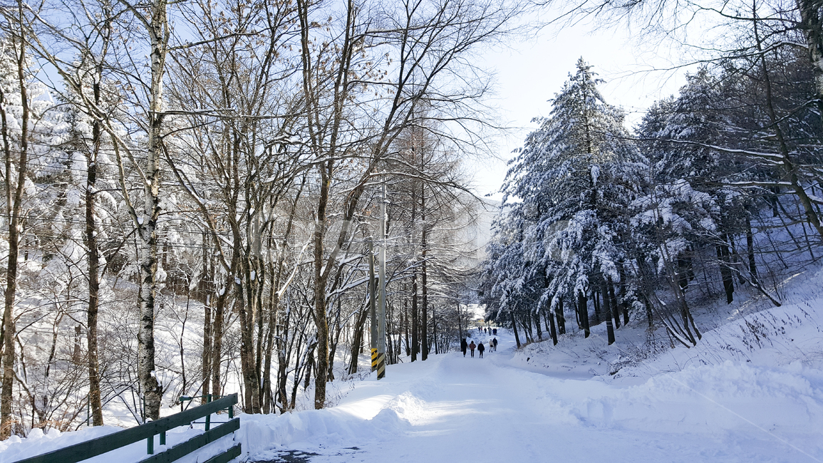 눈,snow,겨울,나무,winter,겨울,계절,winter,season