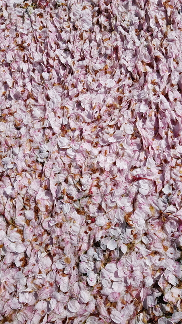 petal,꽃잎,blossom,꽃,flower,식물,plant,벚꽃