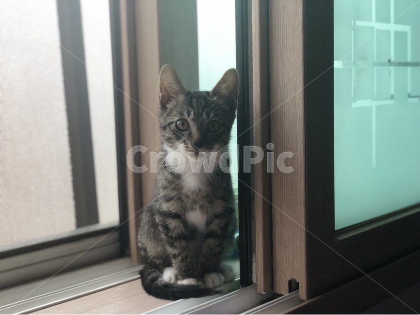 고양이,반려,묘,아기고양이,냥이,집냥이,길냥이,코숏,털,동물,반려묘,냥냥이