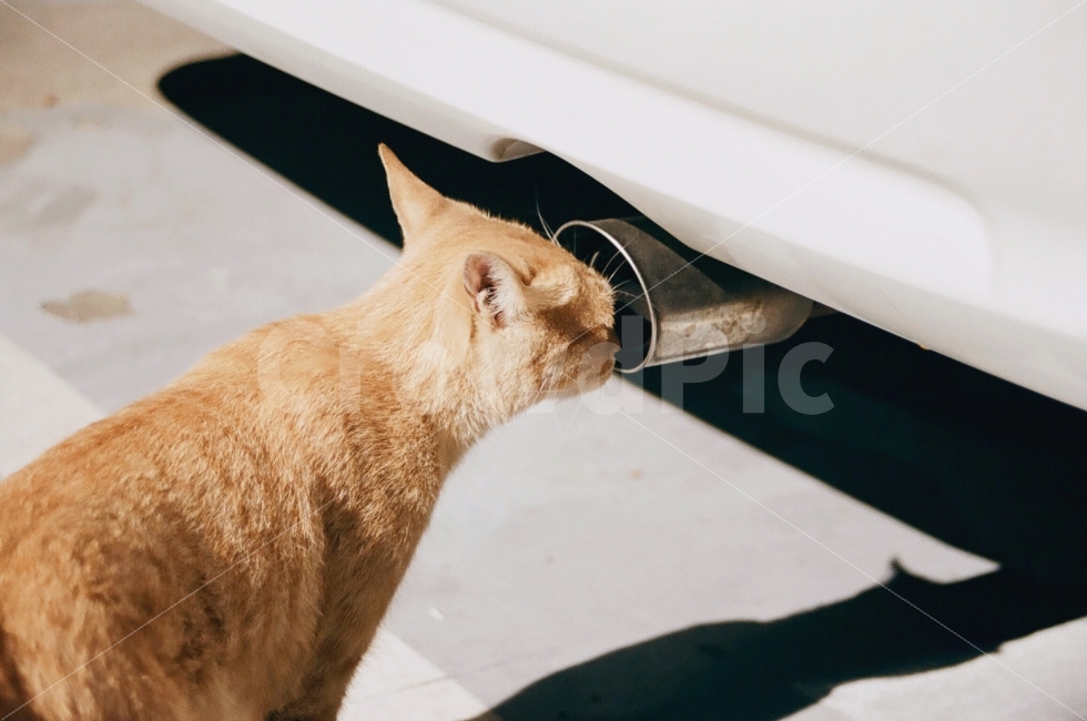 동물,고양이,animal,cat,포유류,자동차,거리,street,동물,animal,포유류,mammal,고양이,cat,kitten,kitty,감성,sensible,feeling,교통,교통수단,traffic,transportation