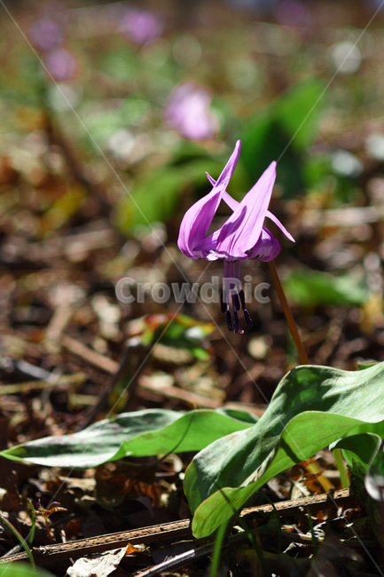 꽃,야생화,식물,자연,숲,초록,봄,forest,flower