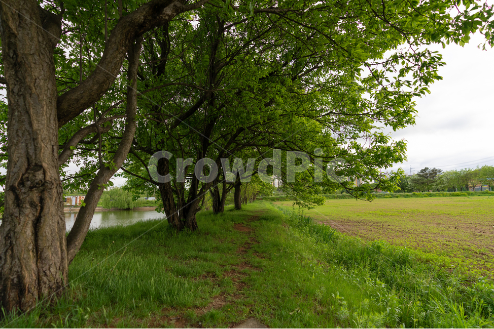 자연,나무,푸르름,tree,그늘,자연,풍경,nature,landscape,식물,plants,나무,trees,wood,plant,tree trunk,나무 줄기,outdoors,옥외