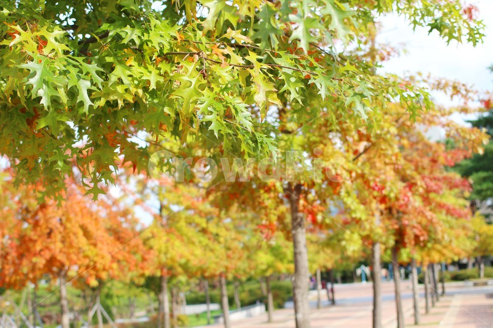 단풍,공원,나무,식물,붉은잎,자연,풍경,nature,landscape,식물,plants,나무,trees,wood