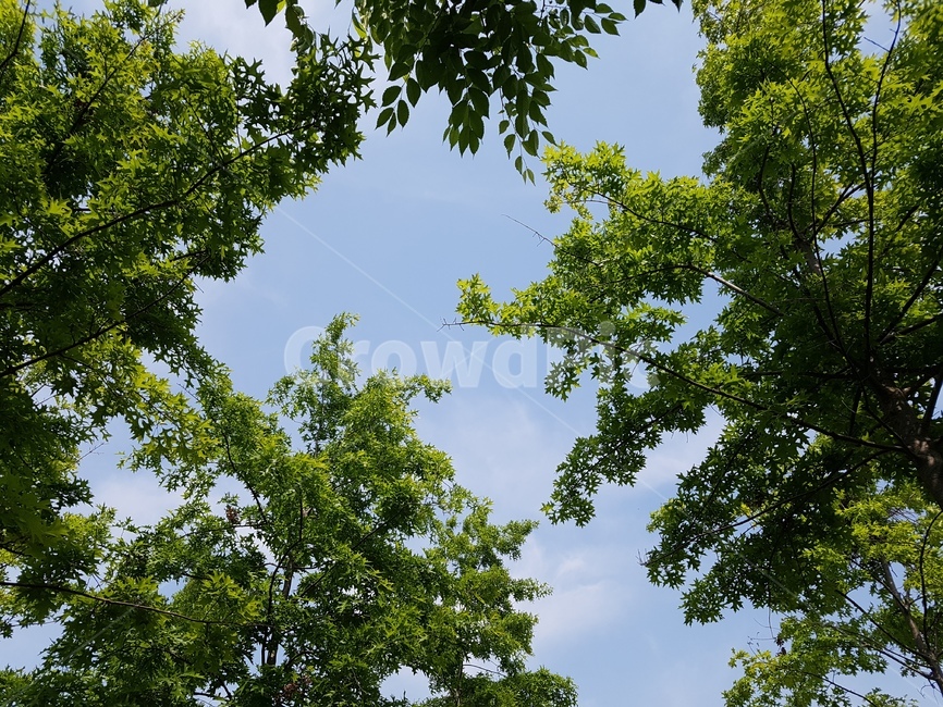 하늘,sky,나무,trees,plant,식물,자연,nature
