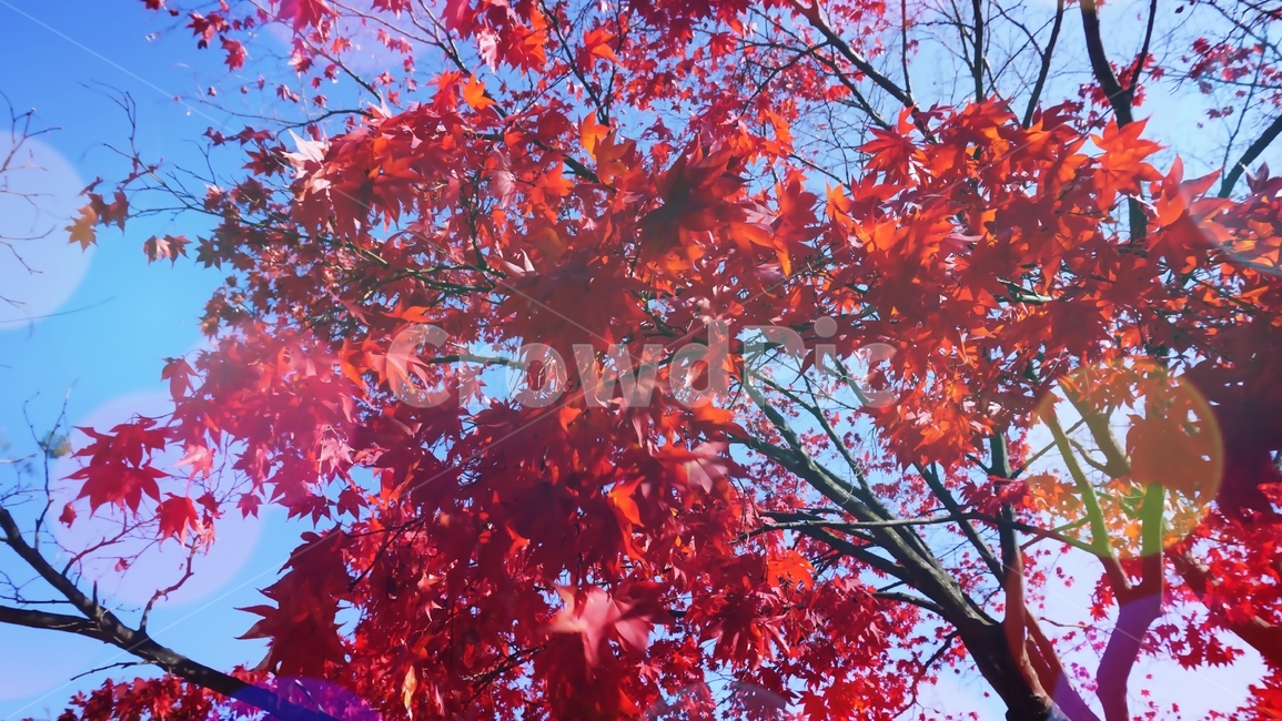 가을소풍,단풍구경,차분함,풍경,힐링,가을,계절,fall,autumn,season,식물,자연,plants,nature,나무,trees,wood,plant,leaf,잎,tree,maple,단풍