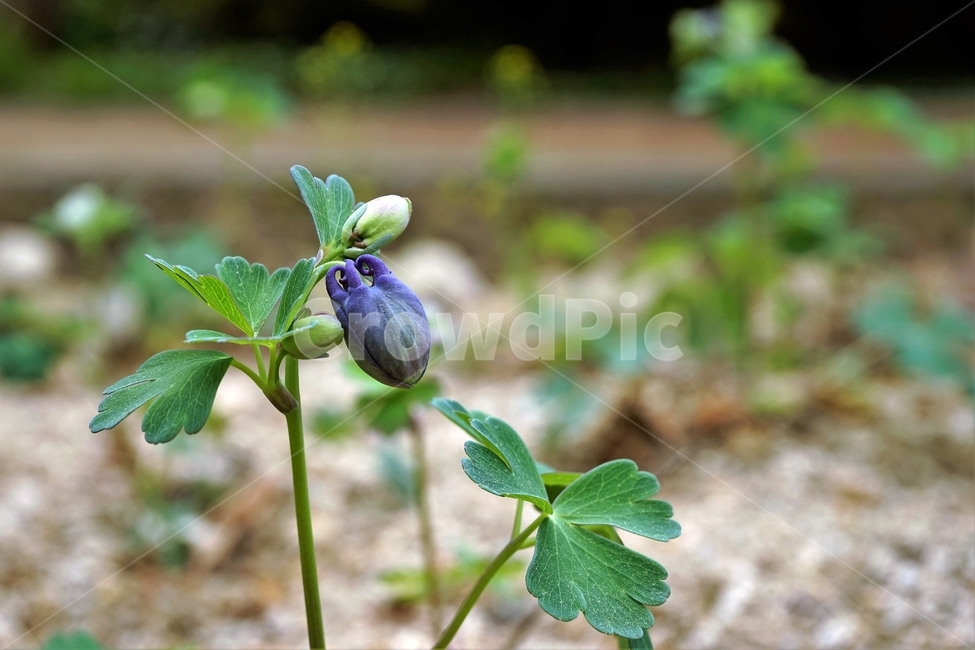 매발톱꽃,꽃,columbine,buds,leaves,beforeflowering,미나리아제비과,식물,자연,plants,nature,꽃,flower