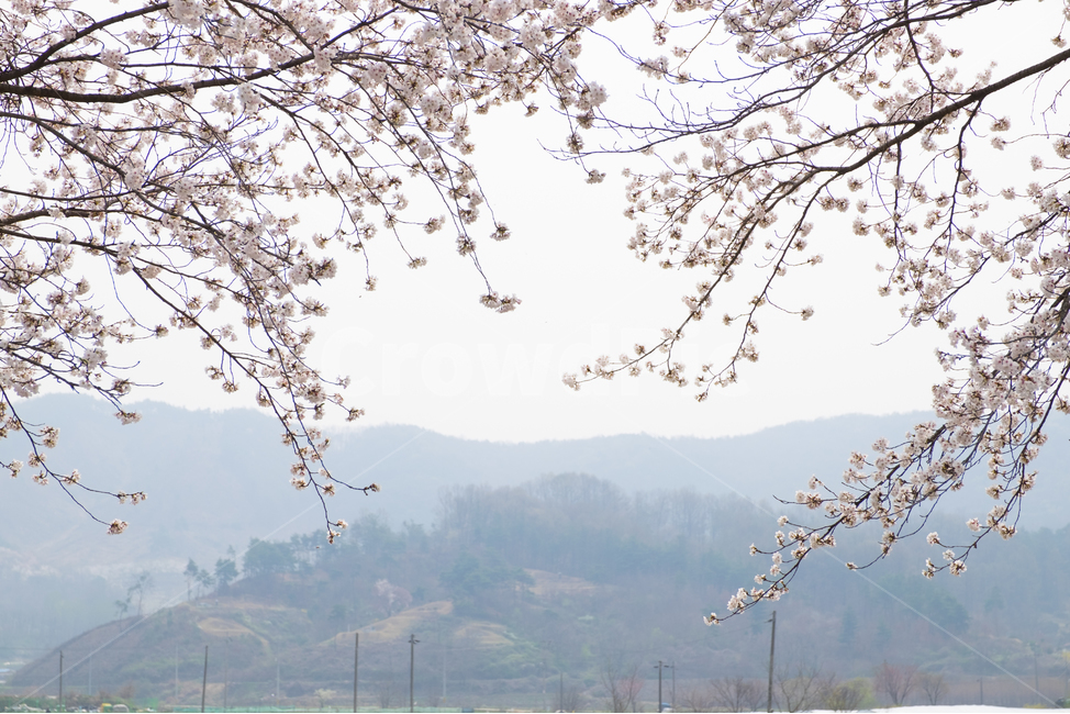 벚꽃,봄꽃,봄,계절,식물,자연,꽃,꽃잎,plant,blossom,flower,cherryblossom,식물,자연,plants,nature,꽃,flower