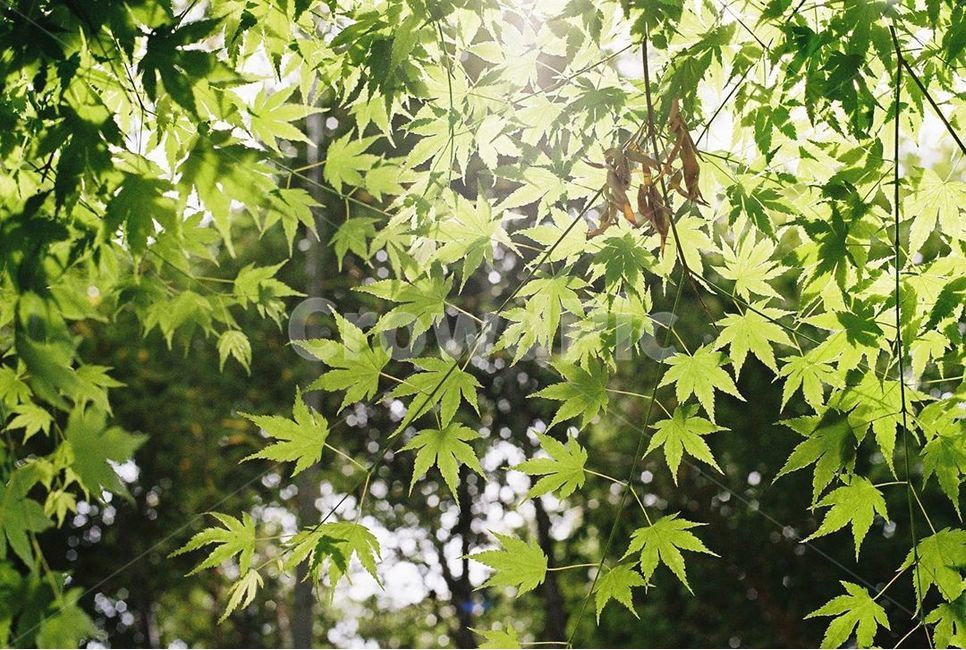 해빛,단풍,초록,잎,나무,leaf,plant,식물,tree,필름
