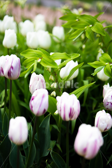 봄,꽃,자연,힐링,식물,식물,자연,plants,nature,꽃,flower
