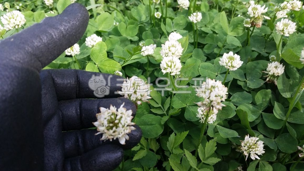 plant,식물,꽃,꽃잎,꽃반지
