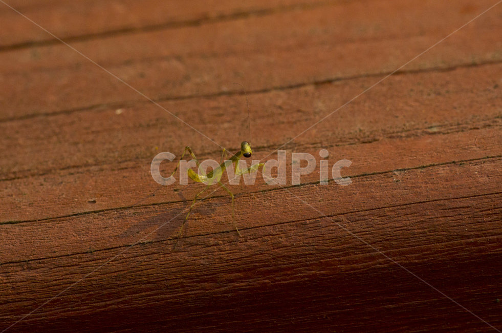 사마귀,곤충,어린사마귀,여름,나무,가을곤충,여름곤충,동물,animal,곤충,벌레,insect,bug