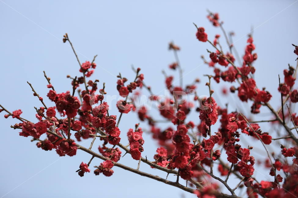 꽃,매화,식물,자연,홍매화,봄,봄,계절,spring,season,식물,자연,plants,nature,꽃,flower,plant,blossom