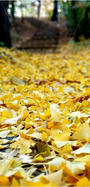 단풍,낙엽,가을,fall,fallenleaves,숲,등산길,가을,계절,fall,autumn,season,plant,식물,leaf,잎,tree,나무