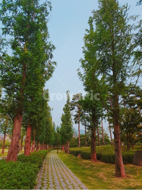 공원,가로수,나무,해질녘,산책,메타세콰이어,길,산책로,가로수길,하늘