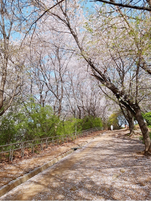 벚꽃,산책,봄,풍경,뒷동산