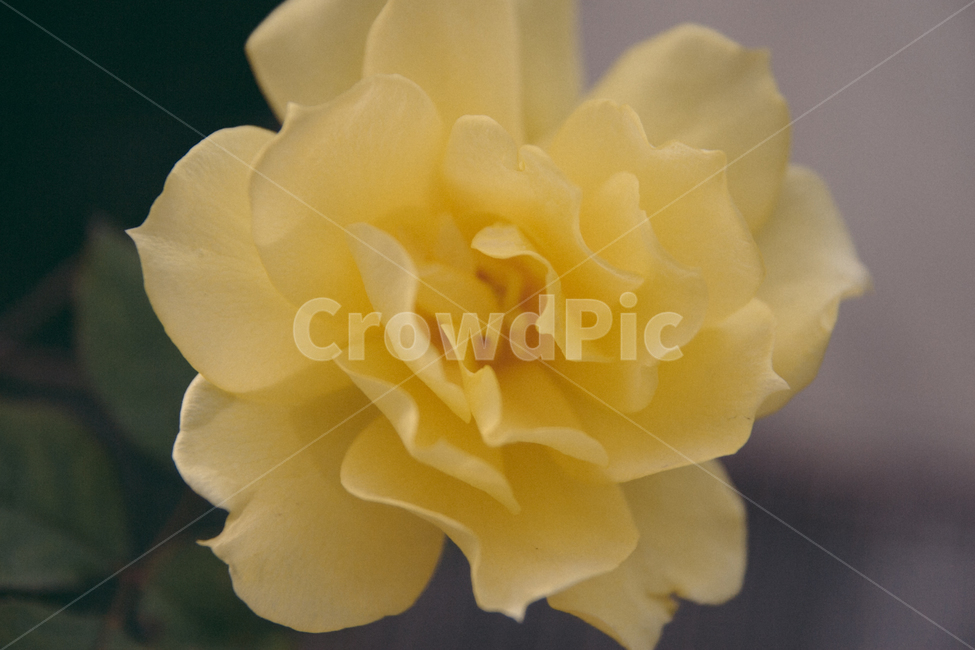 꽃,노란꽃,봄,꽃접사,장미,flower,rose,yellow,노란색,식물,자연,plants,nature,꽃,flower