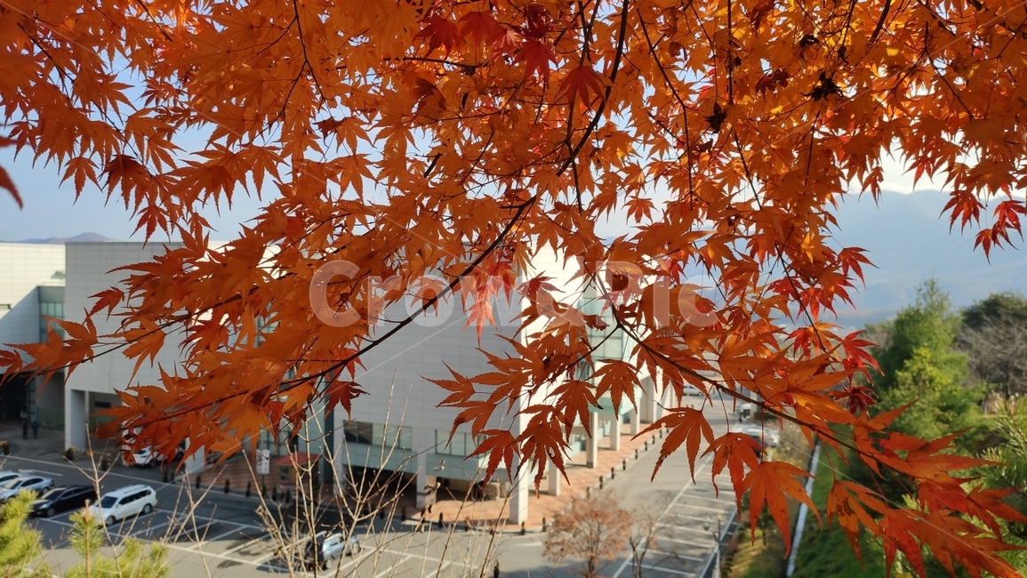 단풍잎,가을,가을단풍,leaf,잎,plant,식물,tree,나무,maple,단풍,가을,계절,fall,autumn,season
