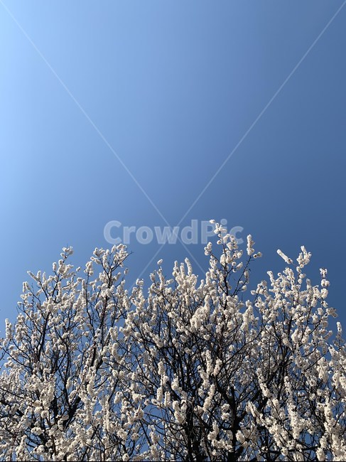 꽃,봄,하늘,자연,flower,spring,sky,nature,매화