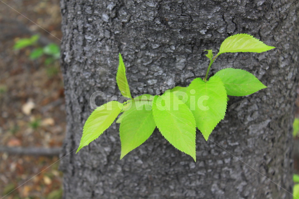 나무,잎사귀,연두,초록,싱그로운,숲,공원,갈라진,틈,틈새,tree,leaf,yellowishgreen,green,fresh,scenery,publicpark,cracked,gap,niche,식물,자연,plants,nature