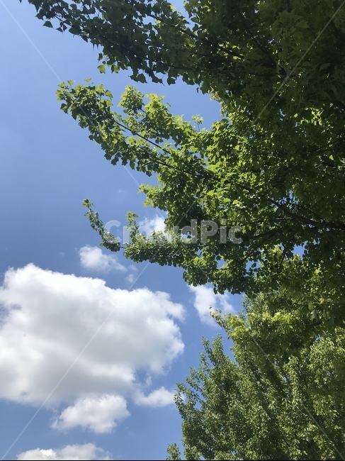 구름과나무,구름,tree,나무,배경,자연,풍경,nature,landscape,plant,식물