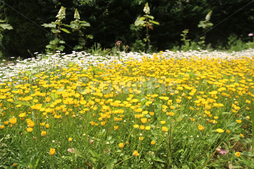 꽃,자연,노란꽃,만발,플라워,식물,자연,plants,nature,꽃,flower