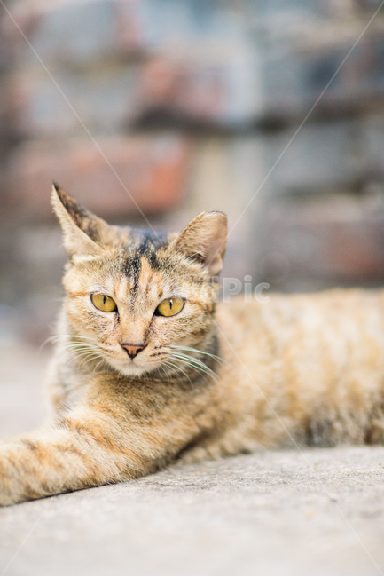 고양이,캣,cat,길냥이,길고양이,길냥,냥이,고양,동물,동물,animal,포유류,mammal,고양이,cat,kitten,kitty