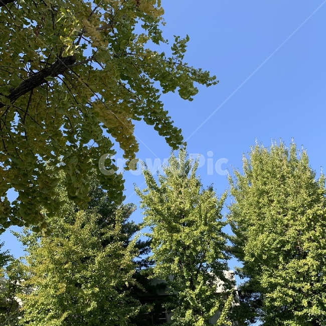 tree,나무,plant,식물,하늘,자연,nature