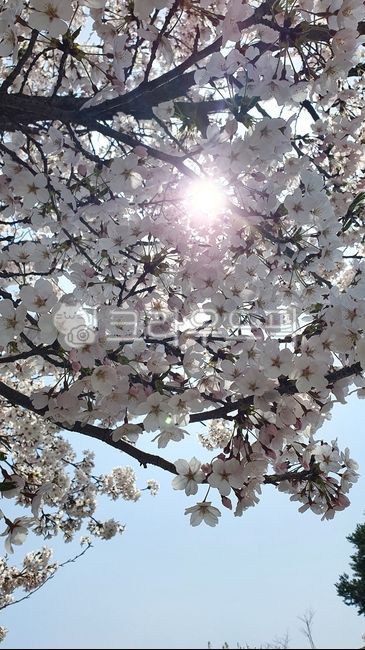 flower,꽃,햇빛,벚꽃,봄