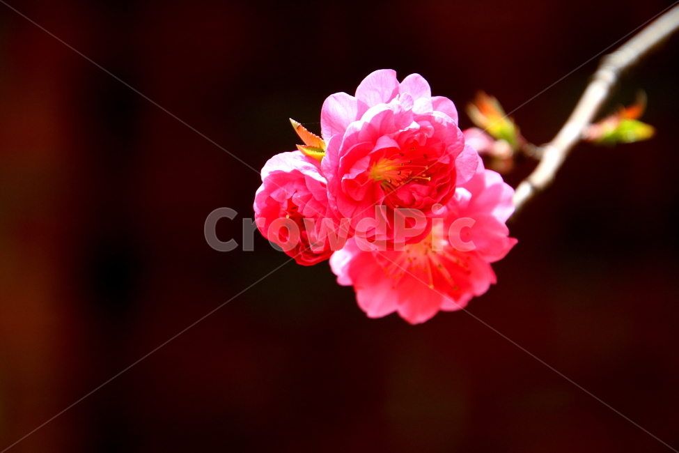 flower,꽃,식물,blossom,봄,계절