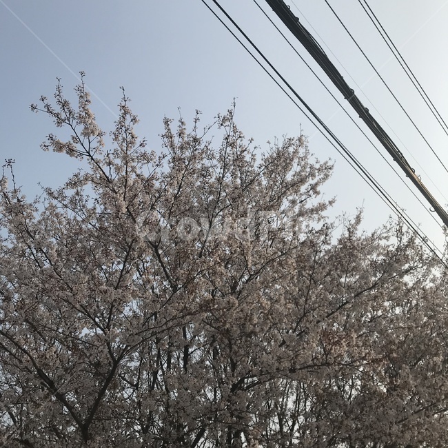 맑음,분위기,벗꽃,봄,화사
