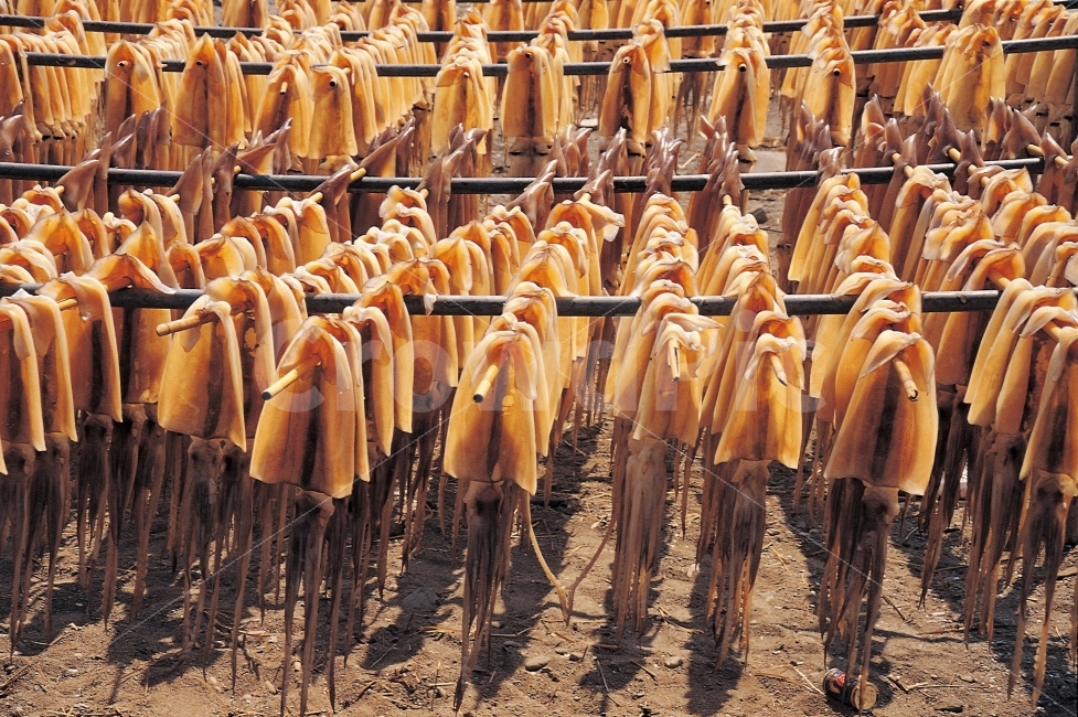 오징어,말린오징어,건어물,햇빛,어촌,동해,주전불이,역광,자연건조,바람,울릉도,바다,어선,만선,섬마을,해산물,수산물,식재료요리,금징어,음식,식재료,요리,food,cook,meal,dishes,food reserves,수산물,해산물,fishery products,seafood