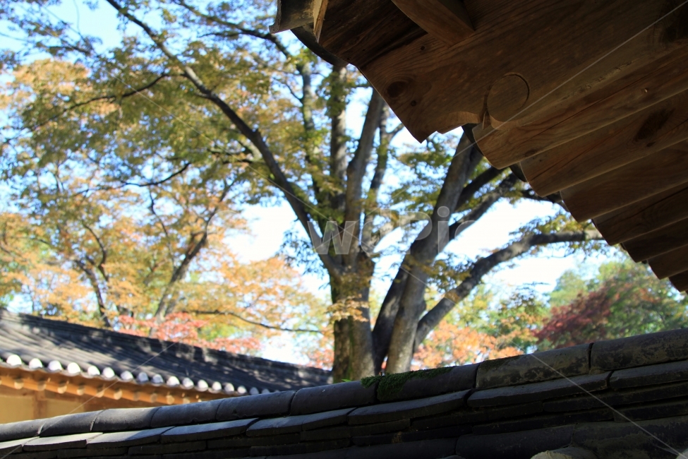옛날,기와,고궁,담장,기와집,한국전통,한국문화,korean traditional,korean culture,건축물,건물외관,exterior,building,structure,architecture,construction