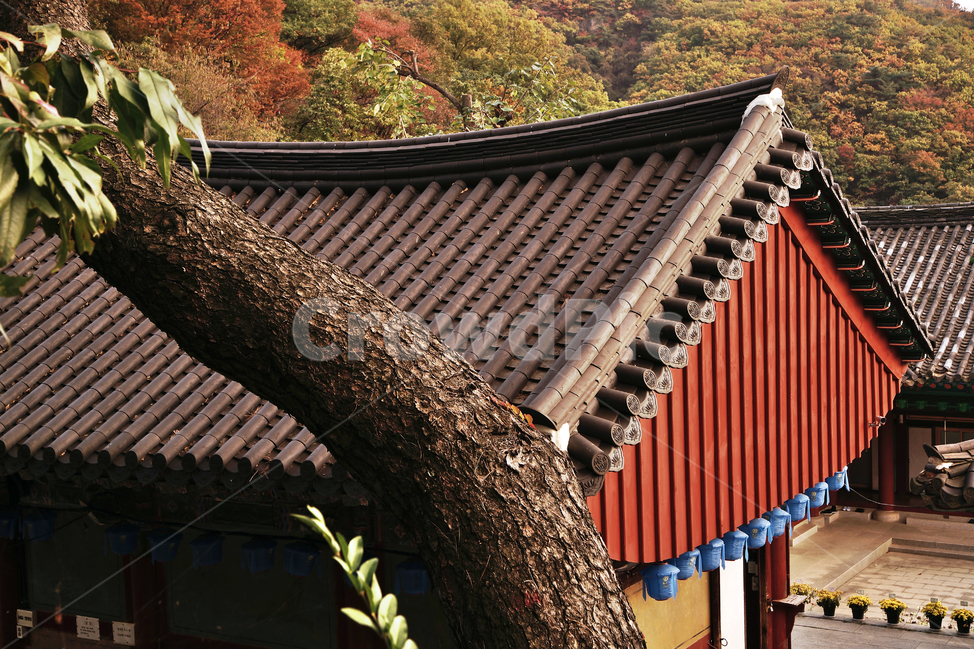 청계사,불교사찰,의왕시,불교,거목,지장전,지붕,기와,한옥,한국전통,한국문화,korean traditional,korean culture,건축물,건물외관,exterior,building,structure,architecture,construction