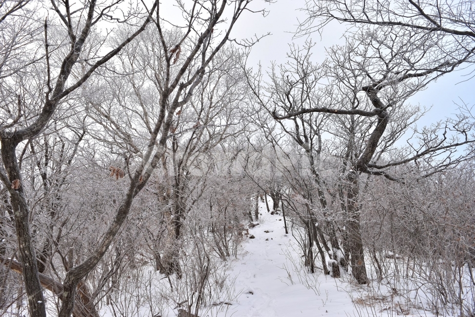 태백산,설경,상고대,눈꽃,풍경,겨울,겨울왕국,서리꽃,눈,천제단,자연,스포츠,등산,산행,nature,snow,설국,겨울풍경,느낌,아름다운,신비로운,경이로운,다큐,필,디자인,힐링,명산,국립공원,순백,landscape,winter,season,영산,사스래나무,겨울,계절,winter,season,자연,풍경,nature,landscape,한국자연풍경,한국자연경관,korea nature landscape,식물,plants,나무,trees,wood,outdoors,옥외,vegetation,초목,plant,forest,숲,woodland,삼림지,land,땅,tree