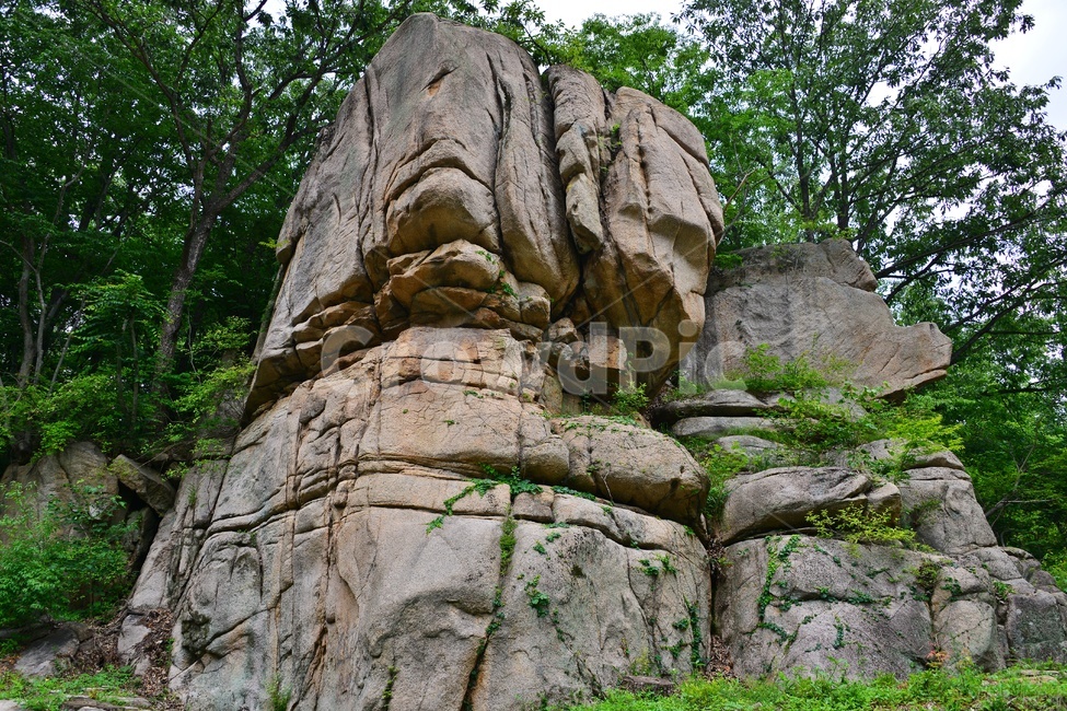 plant,식물,vegetation,초목,nature,자연,outdoors,옥외,충북,화양구곡,능운대,화양구곡능운대