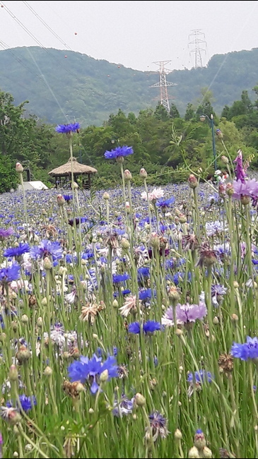 인천대공원,어울정원,원두막,수레국화,봉우리,식물,자연,plants,nature,꽃,flower