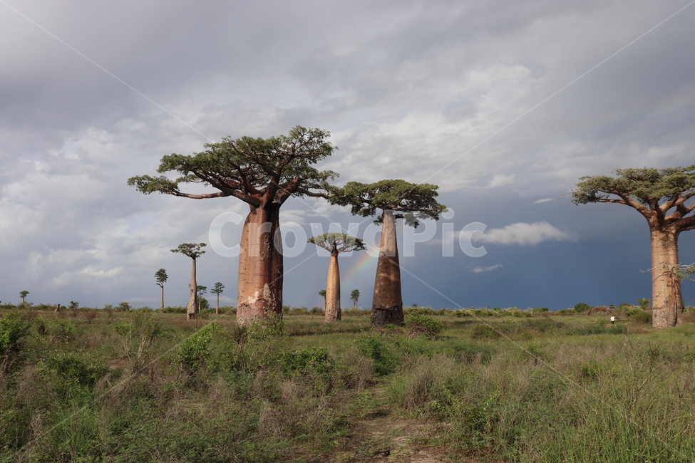 바오밥나무,마다가스카르,길,시골길,아프리카,자연,nature,tree,baobab,하늘,자연풍경,멋진하늘,녹지,연출,자연,풍경,nature,landscape,해외,외국,세계,foreign,oversea,world,세계자연풍경,해외자연풍경,외국자연풍경,world nature landscape,savanna,대초원,grassland,목초지,field,들,outdoors,옥외,cross,가로 질러 가다,symbol,상징