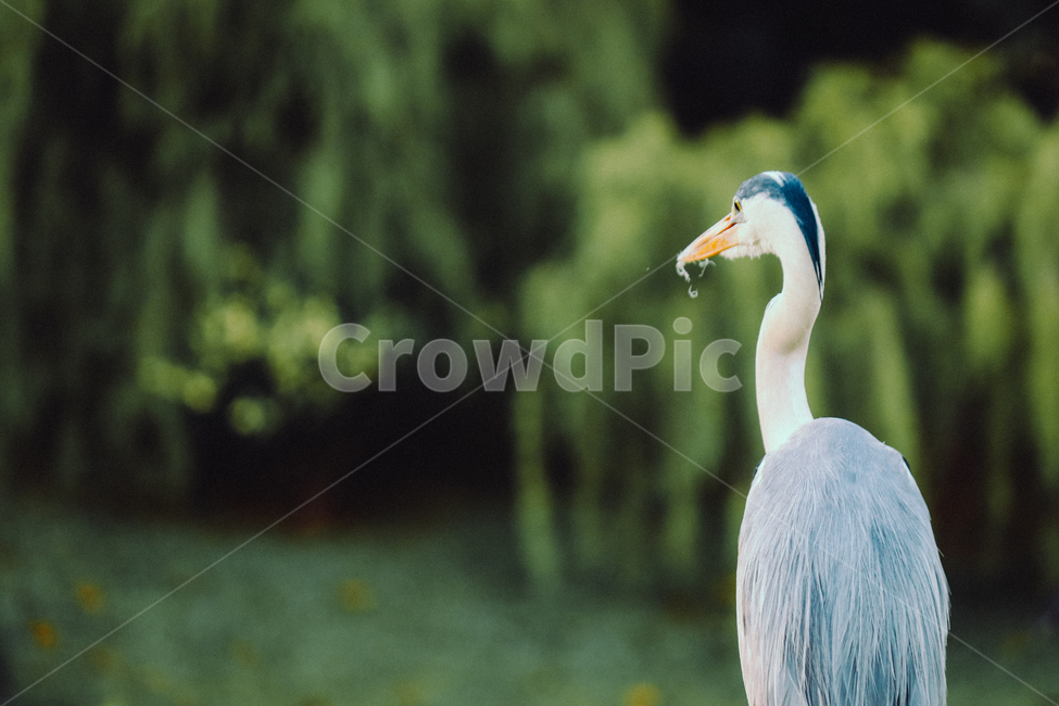 왜가리,새,연못,야생,동물,야생동물,동물,animal,조류,새,birds